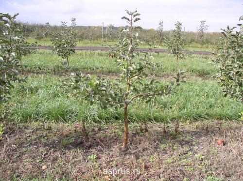 Как правильно питать яблони и груши с весны до осени: полезные советы и рекомендации 02