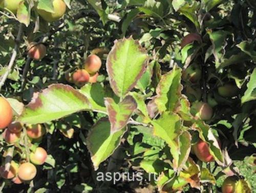 Как правильно питать яблони и груши с весны до осени: полезные советы и рекомендации 03