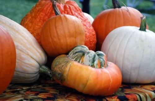 Можно ли хранить тыкву в холодильнике. Как сохранить тыкву в домашних условиях всю зиму