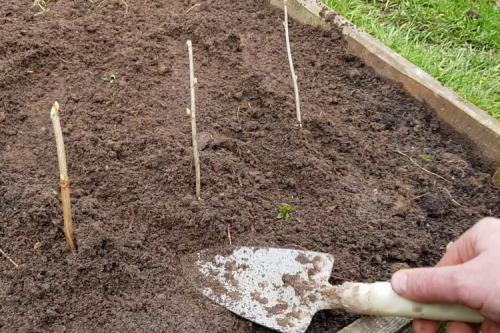 Черенкование смородины летом. Три способа размножения черной смородины летом