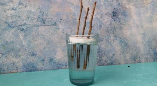 Как размножить черную смородину летом без хлопот: советы опытных садоводов 10