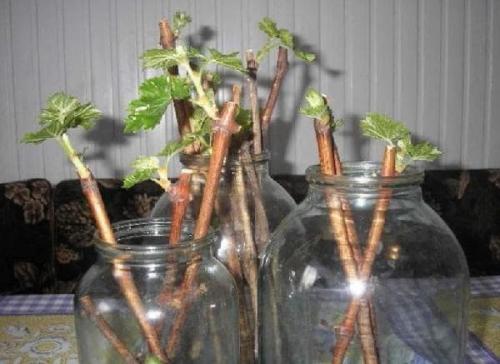 Черенкование смородины зимой. 