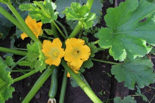 Вопросы на тему Почему кабачки горькие:. Можно ли употреблять в пищу горькие кабачки