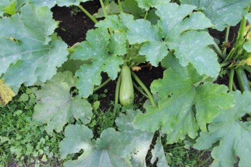 Вопросы на тему Почему кабачки горькие:. Можно ли употреблять в пищу горькие кабачки