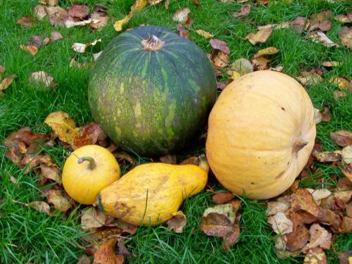 Какие условия оптимальны для хранения тыквы и кабачков. Тыква и кабачок: условия хранения