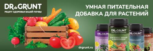 Размножение смородины черенками в августе. Три способа размножения черной смородины летом