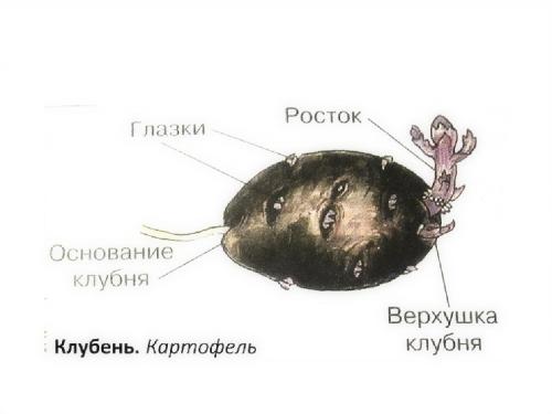 Способы размножения картофеля. Размножение ростками