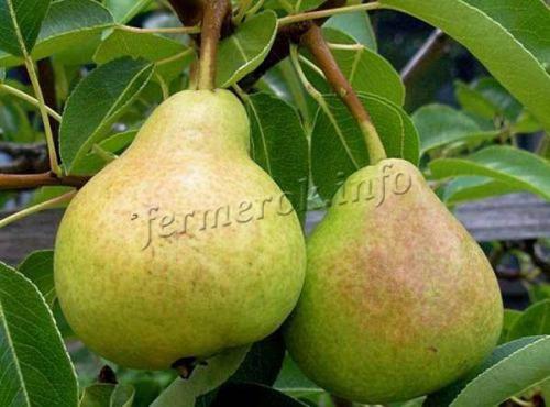 Есть ли определенные сорта груш, наиболее подходящие для хранения. Сорта груш для длительного хранения