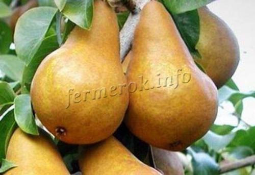 Есть ли определенные сорта груш, наиболее подходящие для хранения. Сорта груш для длительного хранения