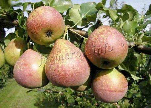 Есть ли определенные сорта груш, наиболее подходящие для хранения. Сорта груш для длительного хранения