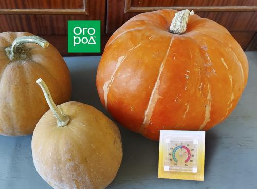 Как хранить тыкву целиком и после разрезания: советы и рекомендации 02 Как хранить тыкву целиком и после разрезания: советы и рекомендации 02