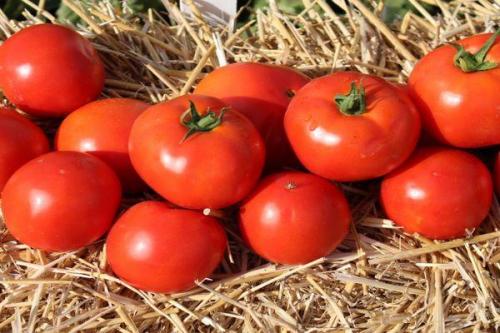 Чем отличается томат Таня от других сортов. Что представляет собой томат Таня?