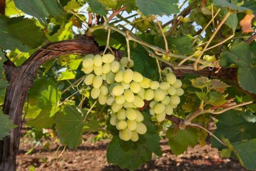 Какие сорта винограда можно добавить к вину из винограда Изабелла для улучшения вкуса. Лучшие сорта винограда для вина: фото, названия и описания (каталог)