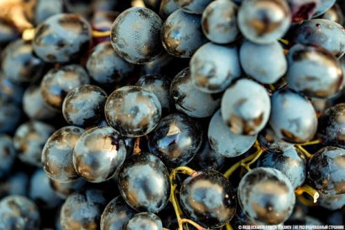 В чем отличие вкуса вина из винограда Изабелла от других видов. Почему виноград Изабелла, из которого делают Лыхны запрещён в большинстве стран