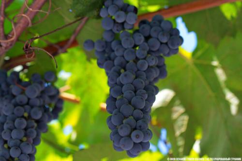 В чем отличие вкуса вина из винограда Изабелла от других видов. Почему виноград Изабелла, из которого делают Лыхны запрещён в большинстве стран