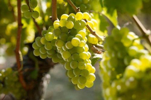 Какие сорта винограда можно добавить к вину из винограда Изабелла для улучшения вкуса. Лучшие сорта винограда для вина: фото, названия и описания (каталог)