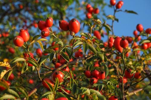 Как подготовить шиповник перед сушкой. Описание культуры