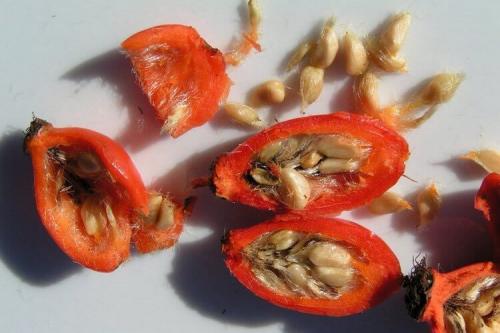 Как сушить шиповник в домашних условиях на зиму. Описание культуры