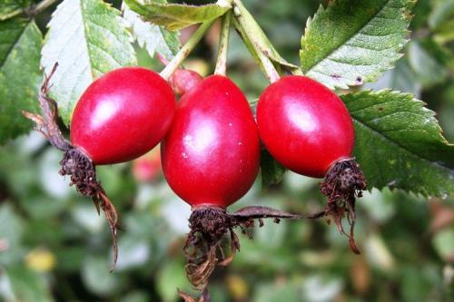 Как подготовить шиповник перед сушкой. Описание культуры