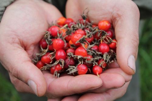 Можно ли ускорить процесс сушки шиповника в духовке. Сбор и подготовка ягод