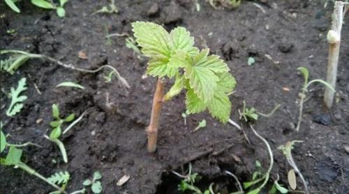 Размножение смородины черенками в воде. Размножение черной смородины черенками