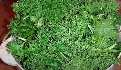 Аджика из петрушки на зиму — лучшие рецепты без варки