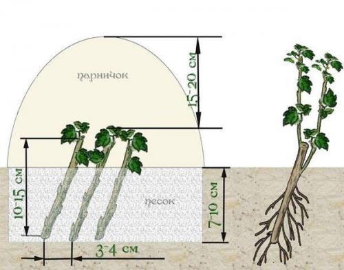 Посадка черенков черной смородины. Размножение смородины одревесневшими черенками 12