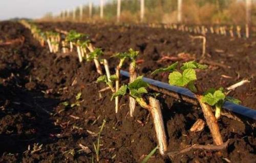 Черенкование смородины зимой. Размножение смородины черенками зимой