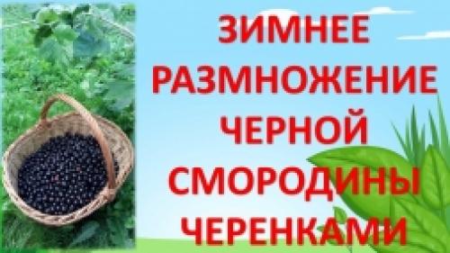 Посадка черенков черной смородины. Размножение смородины одревесневшими черенками 14