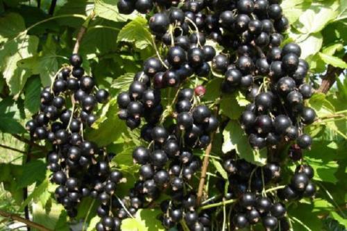 Посадка смородины. Можно ли сажать чёрную смородину весной