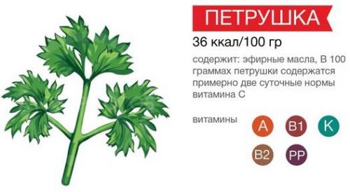Что можно сделать из петрушки на зиму. Петрушка на зиму заготовки. Рецепты с солью, морковью, томатной пастой, чесноком, маслом. Как сушить, заморозить