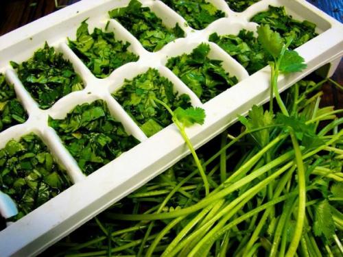 Что можно сделать из петрушки на зиму. Петрушка на зиму заготовки. Рецепты с солью, морковью, томатной пастой, чесноком, маслом. Как сушить, заморозить