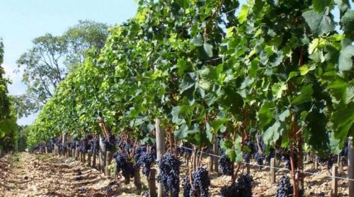 Важно ли контролировать уровень влажности почвы для ускорения созревания винограда. Какую почву любит виноград?