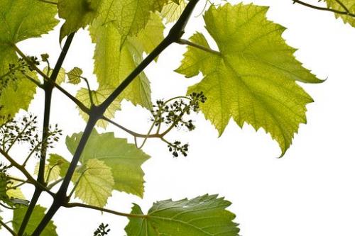 Как повысить урожайность винограда в августе и сентябре 07