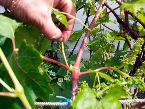 Можно ли контролировать температуру окружающей среды, чтобы ускорить созревание винограда. Можно ли ускорить созревание винограда в августе и как это сделать