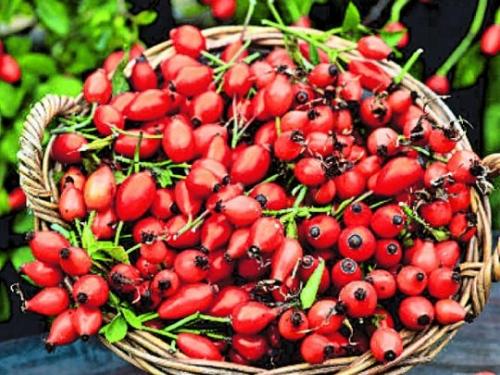 Сколько времени занимает сушка шиповника в домашних условиях. Сушка шиповника