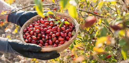 Когда собирать шиповник на сушку: полезные советы и рекомендации 02 Когда собирать шиповник на сушку: полезные советы и рекомендации 02