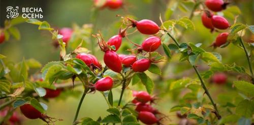 Когда собирать шиповник на сушку: полезные советы и рекомендации 01 Когда собирать шиповник на сушку: полезные советы и рекомендации 01