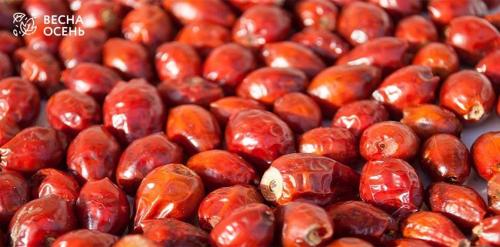 Когда собирать шиповник на сушку: полезные советы и рекомендации 03 Когда собирать шиповник на сушку: полезные советы и рекомендации 03