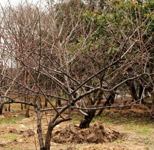 Чем подкормить черешню осенью. Чем подкормить вишню осенью