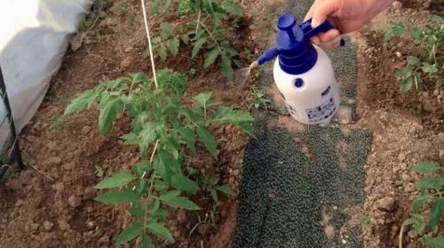 Какие советы по удобрению можно дать для выращивания томатов этого сорта. Правильная подкормка томатов на каждом этапе: сколько раз за сезон кормить, составы и сроки, таблица внесения удобрений