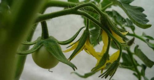 Какие советы по удобрению можно дать для выращивания томатов этого сорта. Правильная подкормка томатов на каждом этапе: сколько раз за сезон кормить, составы и сроки, таблица внесения удобрений