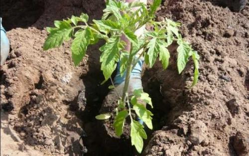 Какие советы по удобрению можно дать для выращивания томатов этого сорта. Правильная подкормка томатов на каждом этапе: сколько раз за сезон кормить, составы и сроки, таблица внесения удобрений