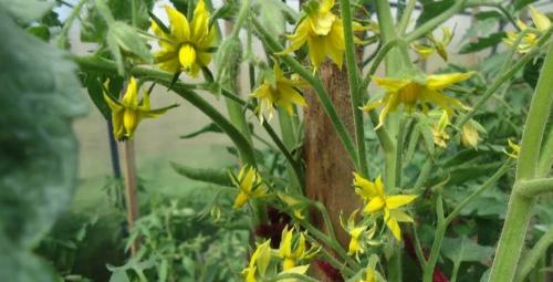 Какие советы по удобрению можно дать для выращивания томатов этого сорта. Правильная подкормка томатов на каждом этапе: сколько раз за сезон кормить, составы и сроки, таблица внесения удобрений