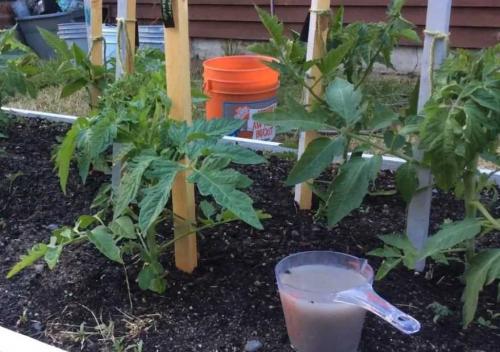 Какие советы по удобрению можно дать для выращивания томатов этого сорта. Правильная подкормка томатов на каждом этапе: сколько раз за сезон кормить, составы и сроки, таблица внесения удобрений