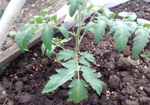 Какие советы по удобрению можно дать для выращивания томатов этого сорта. Правильная подкормка томатов на каждом этапе: сколько раз за сезон кормить, составы и сроки, таблица внесения удобрений