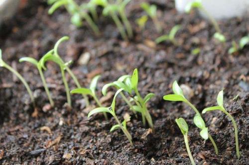 Какая урожайность можно ожидать от семян СеДек Томат Ажур f1. Описание сорта томата Ажур, его характеристика и урожайность