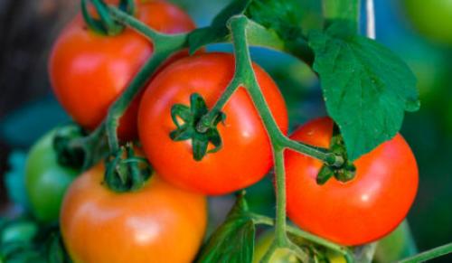 Чем отличаются семена СеДек Томат Ажур f1 от других семян томатов. 10 лучших сортов томатов от агрофирмы “СеДеК”