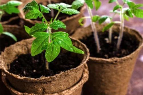 Какая урожайность можно ожидать от семян СеДек Томат Ажур f1. Описание сорта томата Ажур, его характеристика и урожайность