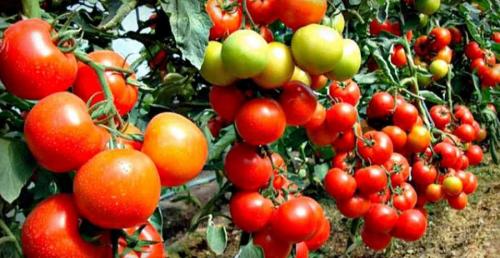 Какие советы по удобрению можно дать для выращивания томатов этого сорта. Правильная подкормка томатов на каждом этапе: сколько раз за сезон кормить, составы и сроки, таблица внесения удобрений